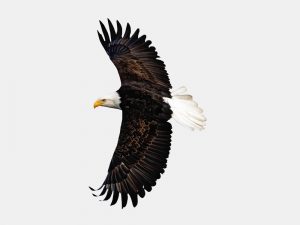 흰머리수리 Bald Eagle