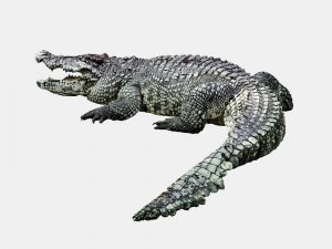 악어 Crocodile