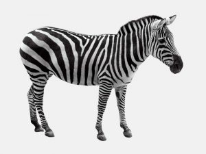 얼룩말 Zebra