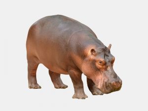 하마 Hippo